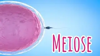 Meiose