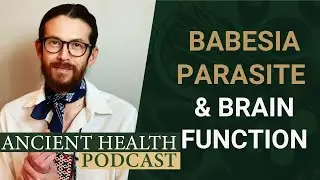 Babesia Parasite and the Effect on Brain Function