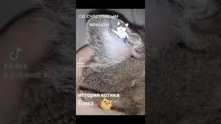 Отогематома у котика. Лечение. Операция. Выздоровление.Помощь животным
