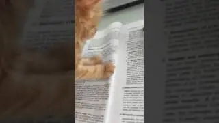 My Kitten Agatha-Hufflepuff wont let me study
