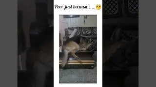 Germanshepherd, viraldog, youtubeshorts ,cute dog, gsdlover, doglover, petparents,funnydogs, Danny.