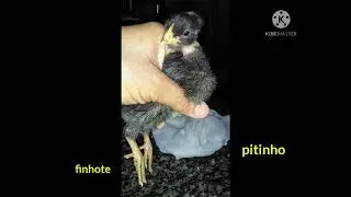 fotos dos meus animais parte 1