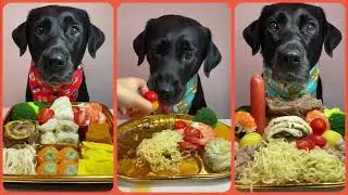 Our Dogs' WEIRDEST Meal Ever! You Won't Believe What They Devoured! | ThePetting Zoo | EP. 24