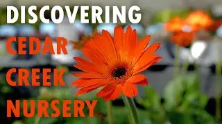 Discovering Cedar Creek Nursery