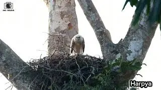 Águila Harpya