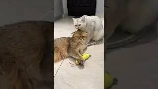 А он такой холодный…