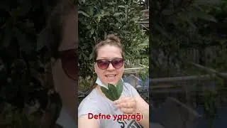 КАК РАСТЕТ ЛАВРОВЫЙ ЛИСТ? В Турции 