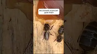 Весенний элексир для пчёл. Заказать мёд: https://mishkinskymed.ru #shorts #мед #пчелы #пасека
