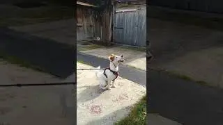 Моя собака. Майлоу