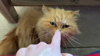 Neighbors Cat Goldie Visits