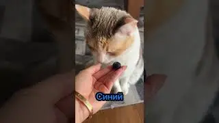 Эти факты о кошках ты скорей всего не знал 😯(часть 2) 
