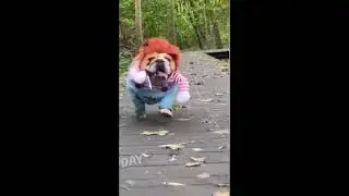 Пёс с ножом прикольно смешно или не смешно #Shorts