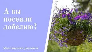#Лобелия