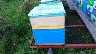 Как забрать мёд у злых семей, и не только у злых.