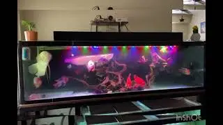 A beautiful Aquarium ❤️❤️#aquarium #pets #aquascape #aquariumfish