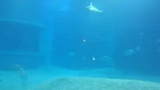 海游館 大水族箱