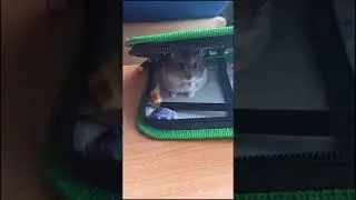 Принес хомяка в школу🐹🏫 |Тик ток приколы |Тик Ток Tik Tok 