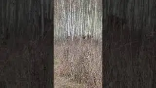 Пять лосей в Бердске 8 мая 2024