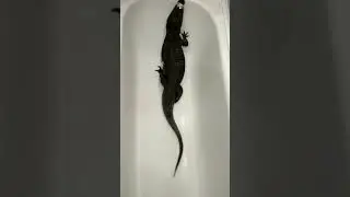 матильда