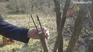Kalem aşısı nasıl yapılır? Erik ağacına nasıl aşı yapılır.