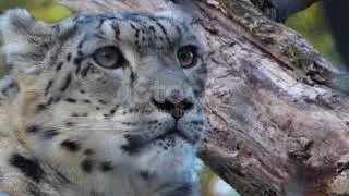 Wild Snow Leopard