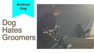 What happens when you leave your anxious dog with the groomer?
