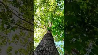 Slo-mo Video by smartphone #shorts #nnrphotographer