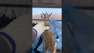 #гортензияметельчатая