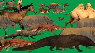 Animal Stampede 3D Animation Green Screen Best HD Animals Green Screen Video