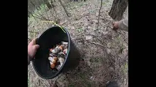Грибной лес .Я ПЕРВЫЙ ЗАШЕЛ.