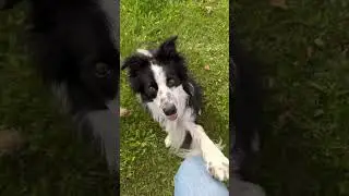 Folgst du uns schon? Dann aber schnell 🐶 Danke für deine Unterstützung 🫶🏻 #heywuffi #bordercollie