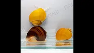 Ампулярии ассорти (Pomacea bridgesii)