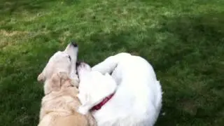 Tango Moves