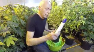 How And When To Flush Your MJ Plants.