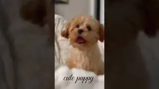 Baby dog 🐕#dog puppy barking #104kviral#shorts