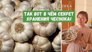 ПОЧЕМУ ЧЕСНОК НЕ ХРАНИТСЯ? Как хранить чеснок больше года в свежем виде