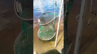 #рыбалка#котрыбалкин