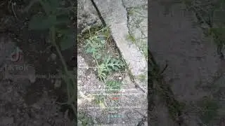 Православна Зора - из пукотине у бетону никла врежа лубенице 