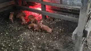 Baby pigs fighting