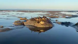 How Horseshoe Crabs Save Lives!