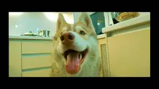 Mister Booble - Янтарные глазки (Премьера, клипа 2020) 300К