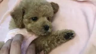 ペットショップ 犬の家 近江八幡店 「タイニーちゃん」「110778」