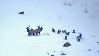Эти Животные Связались Не с Тем Соперником! Вот Что Было Дальше....