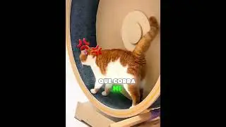 ¡A los gatos les encanta correr! 
