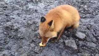 Лисичка