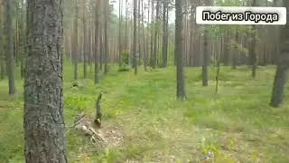 Грибы летом в Витебске 24 июля 2022 года | Грибы летом в Беларуси 2022 год