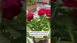 Не дарите цветы, которые завянут