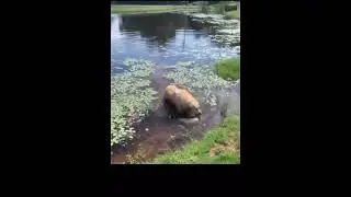 Собака рыгает в озере собака рыгает в болоте мем собака в воде отрыгивает прикол собака в купается