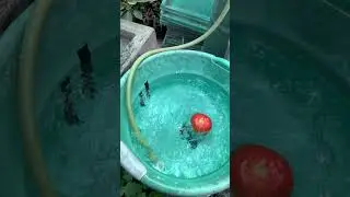 Cuando me mandan a lavar tomates