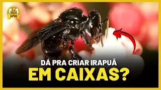 Irapuã em CAIXA RACIONAL! Dá pra ter no meliponario?